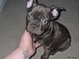 French Bulldog dogs KC French bulldog pups for sale. - Advert 18