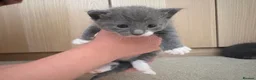 Maine Coon cats for sale: British blue /main coon - Advert 8