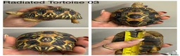 Tortoise reptiles for sale: Radiated tortoises At Urban Exotics - Advert 3
