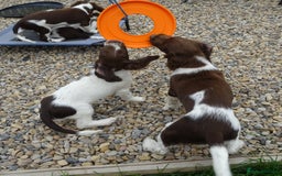 English Springer Spaniel dogs for sale: Two Gorgeous Boy English Springer Spaniel Puppies  - Image 25