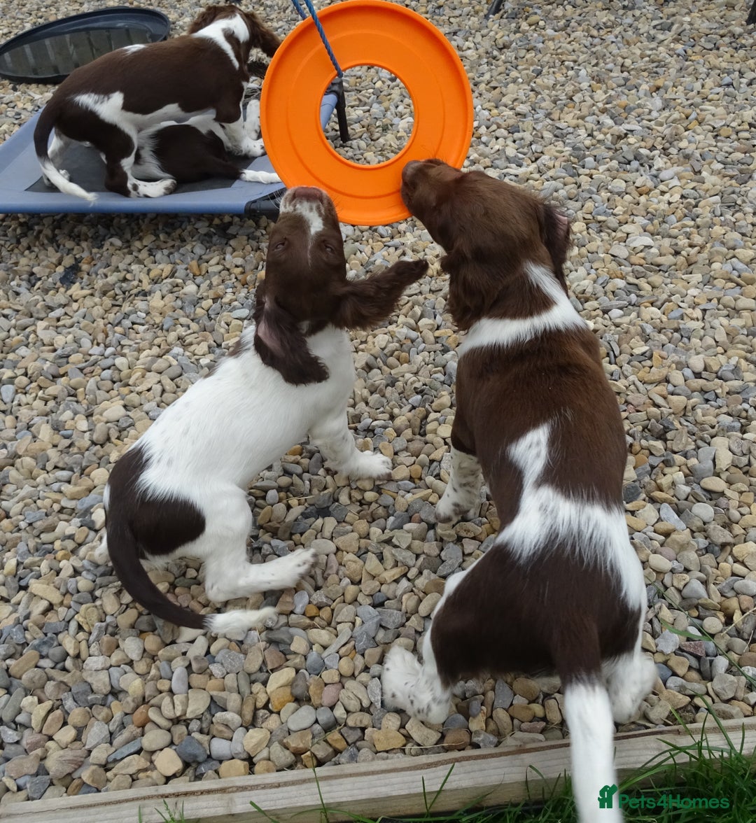English Springer Spaniel dogs for sale: Two Gorgeous Boy English Springer Spaniel Puppies  - Image 25