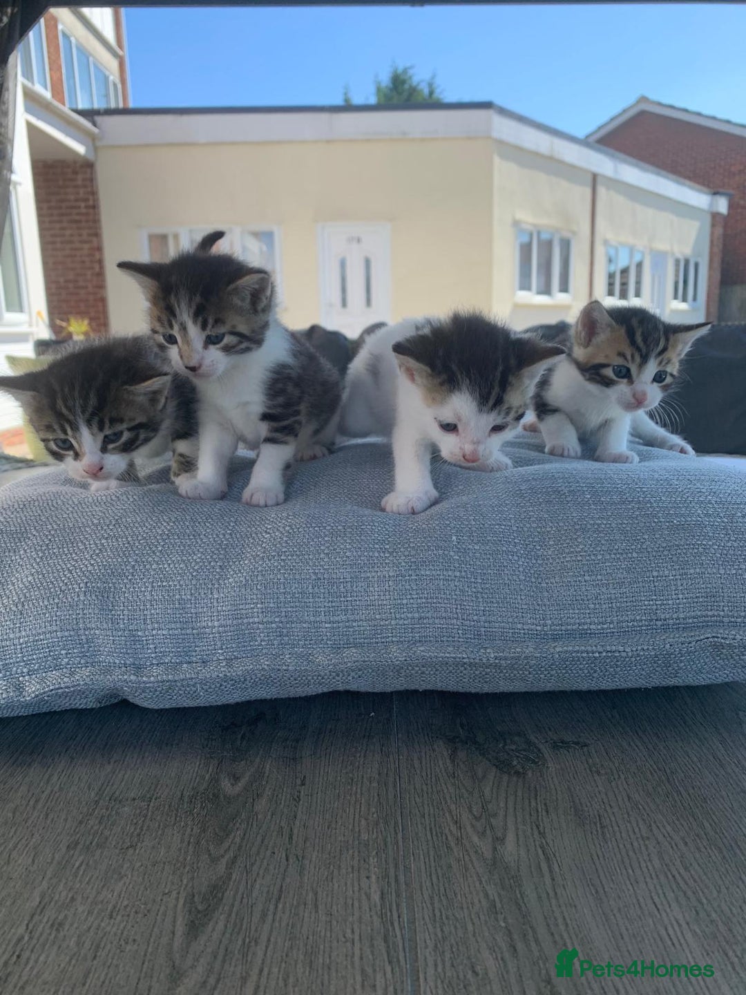 British Shorthair cats for sale: BSH Tortoise Shell  - Image 1