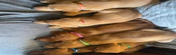 Labrador Retriever dogs for sale: Extensively health tested  Red Labrador puppies  - Advert 6