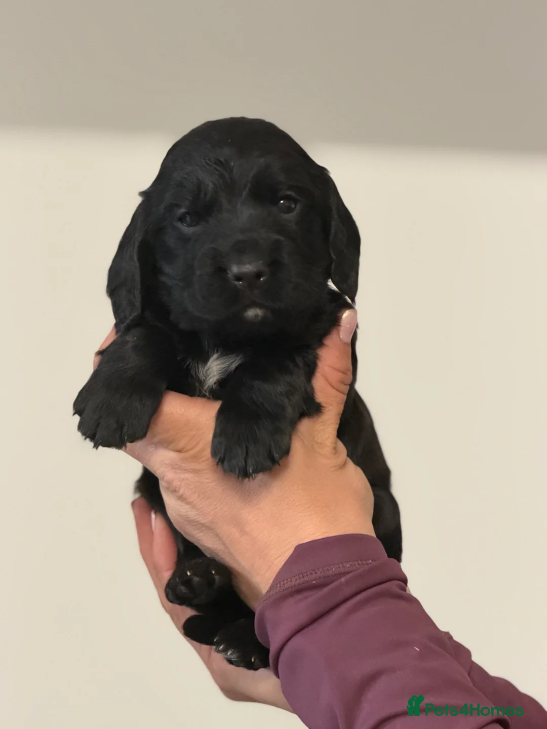 Cocker Spaniel dogs for sale: 3 working Cocker spaniel puppies  - Advert 1