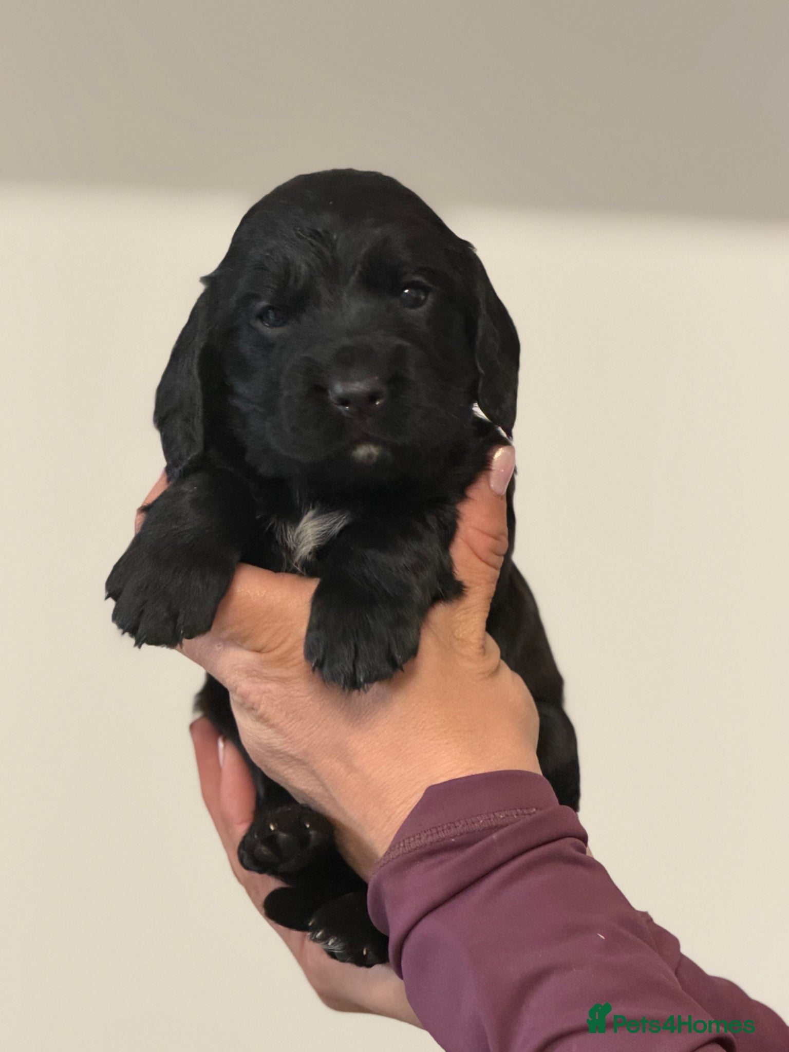 Cocker Spaniel dogs 3 working Cocker spaniel puppies - Advert 1