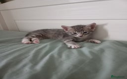 Bengal cats for sale: BENGAL Cross Kittens ♡ BLUE | READY NOW - Image 13