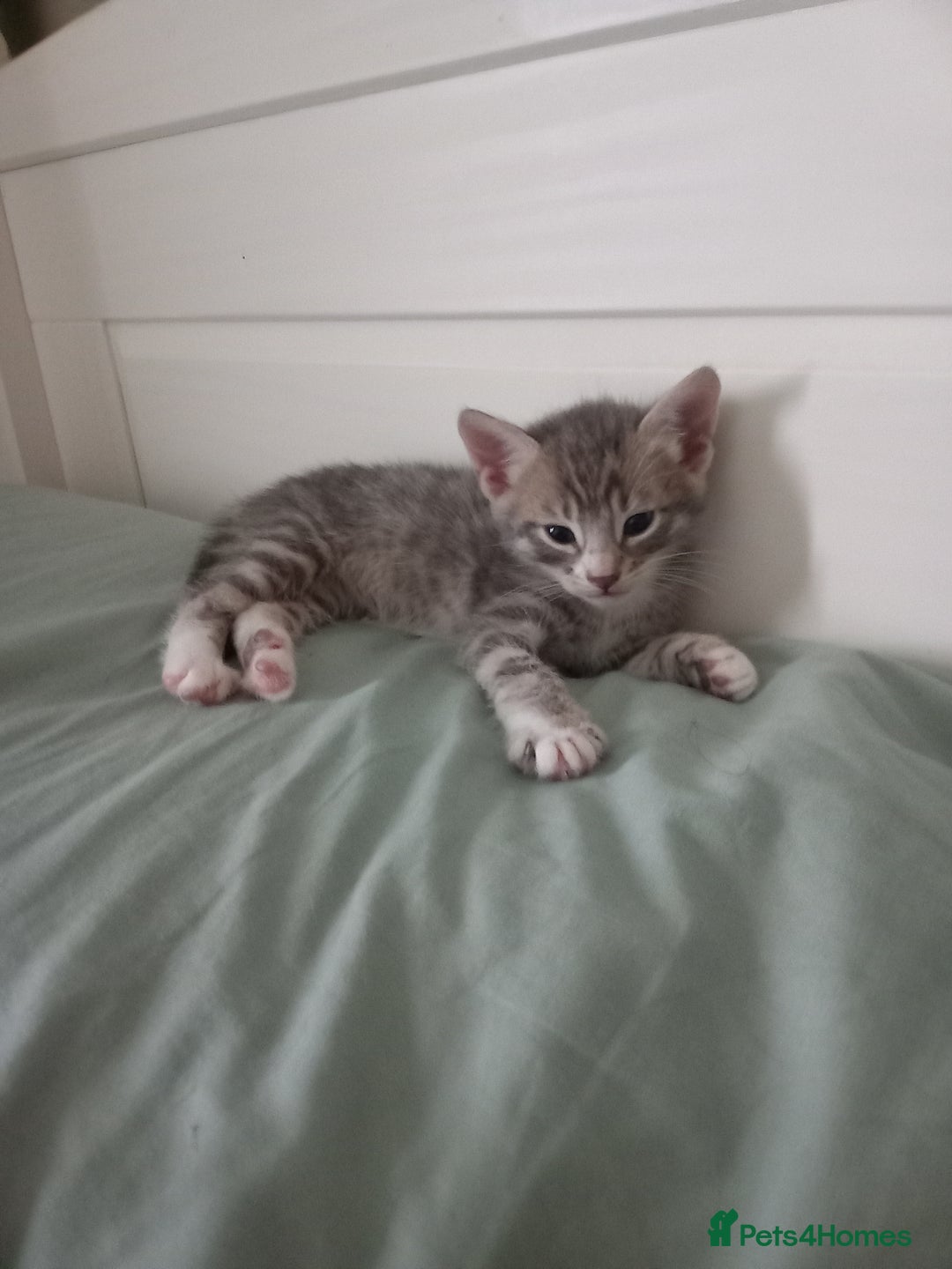 Bengal cats for sale: BENGAL Cross Kittens ♡ BLUE | READY NOW - Image 13