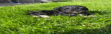 Schnoodle 1