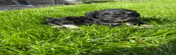 Schnoodle dogs for sale: Gorgeous Schnoodle Puppies  - Advert 7