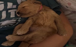 Double Doodle dogs for sale: Australian Goldendoodle puppies - Image 18