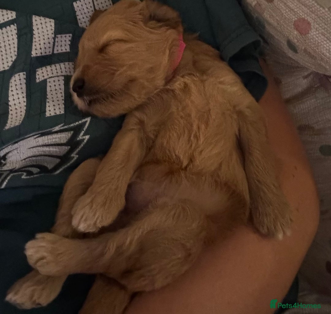 Double Doodle dogs for sale: Australian Goldendoodle puppies - Image 18