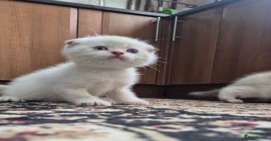 Scottish Fold cats - Advert 16