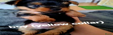 Yorkshire Terrier Puppy 2