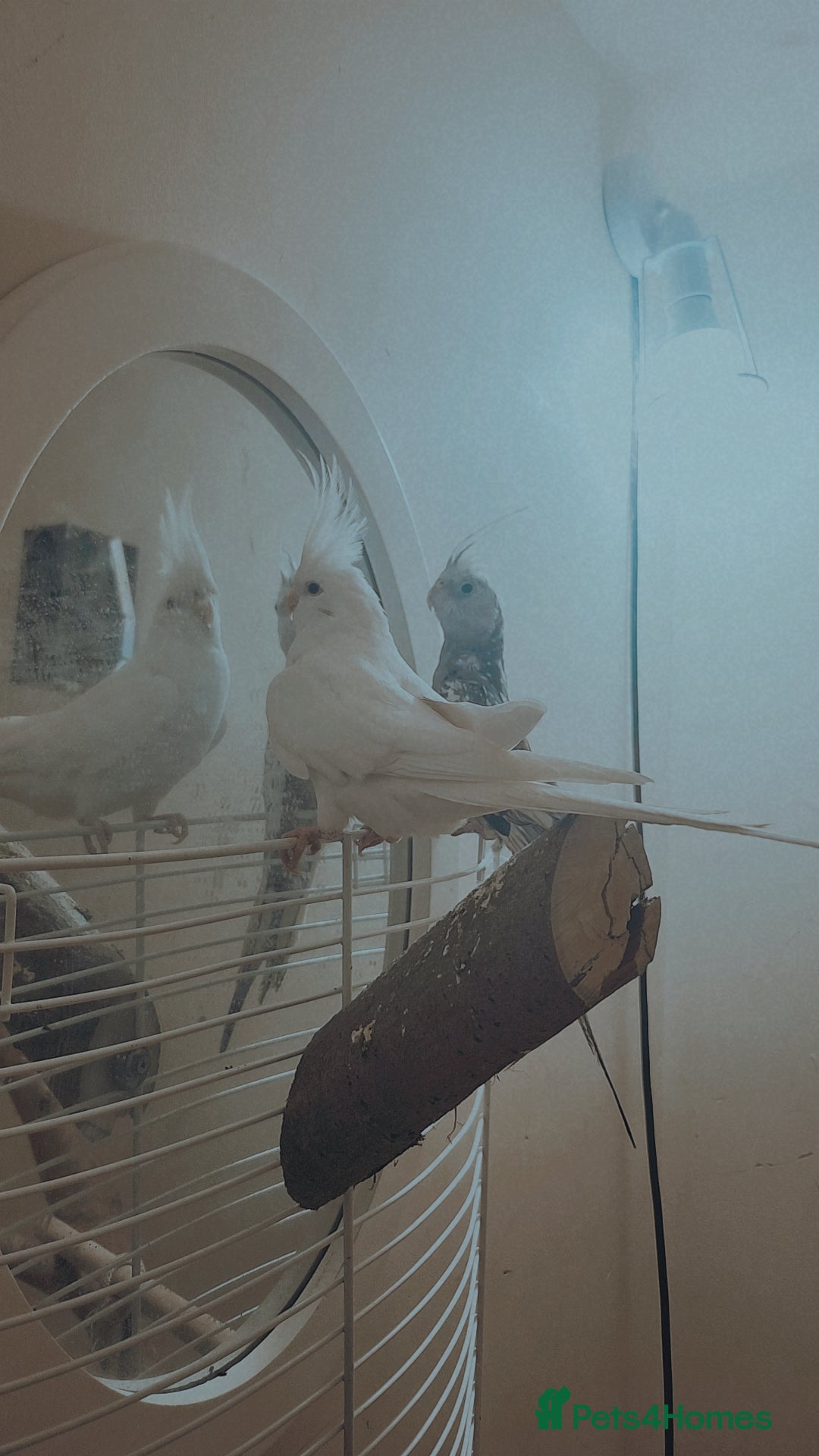 Cockatiels birds for sale: Cockatiels  - Advert 3