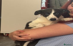 Mixed Breed dogs for sale: Border Whippets Puppies  - Image 9
