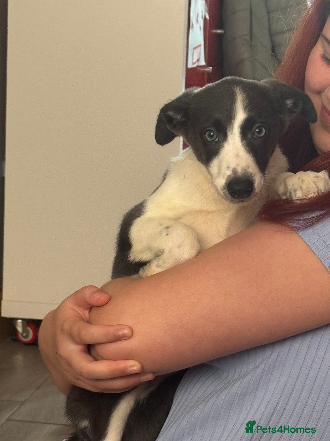 Mixed Breed dogs for sale: Border Whippets Puppies  - Image 9