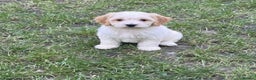 Cavapoo dogs for sale: Cavapoo Puppies - Advert 4