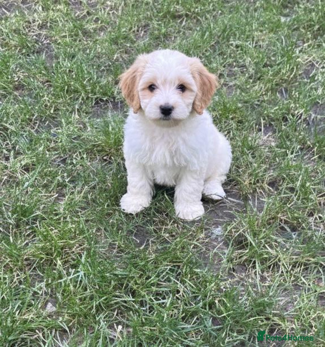 Cavapoo dogs for sale: Cavapoo Puppies - Advert 4