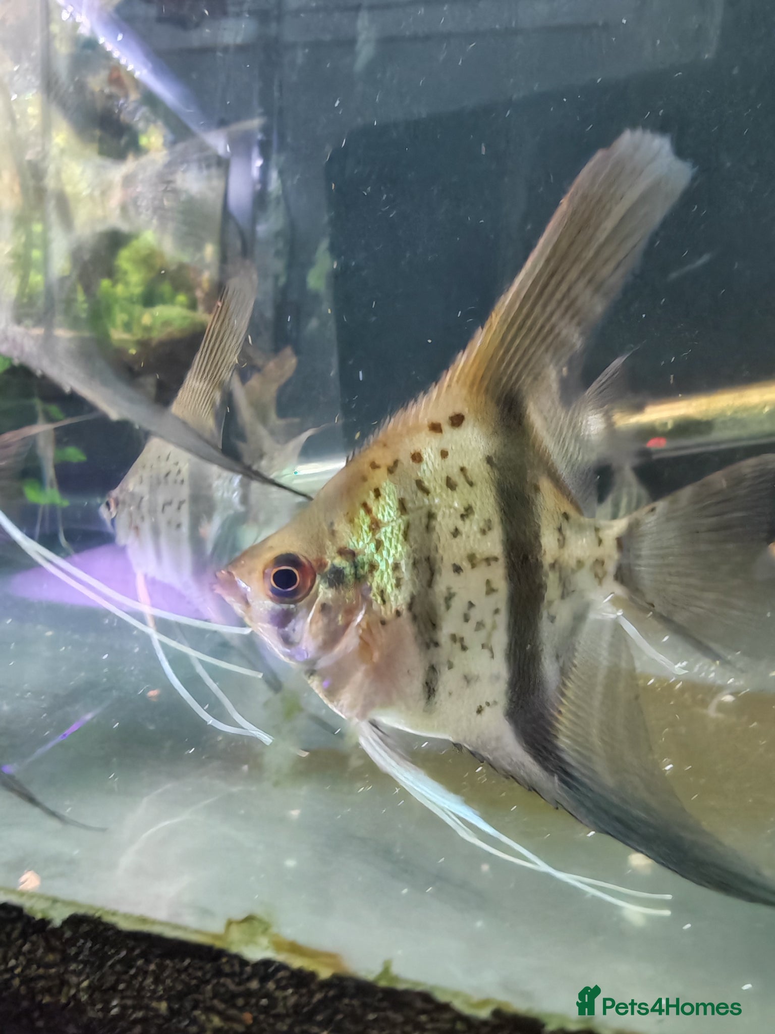 Angelfish fish Rare Guyana red dragon angelfish  - Advert 1