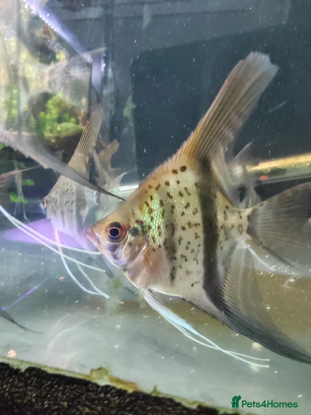 Angelfish fish for sale: Rare Guyana red dragon angelfish  in Runcorn - Advert 1