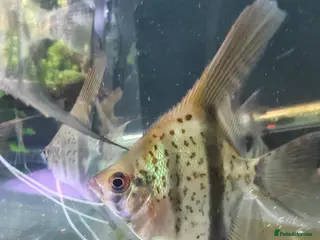 Angelfish fish Rare Guyana red dragon angelfish - Advert 2