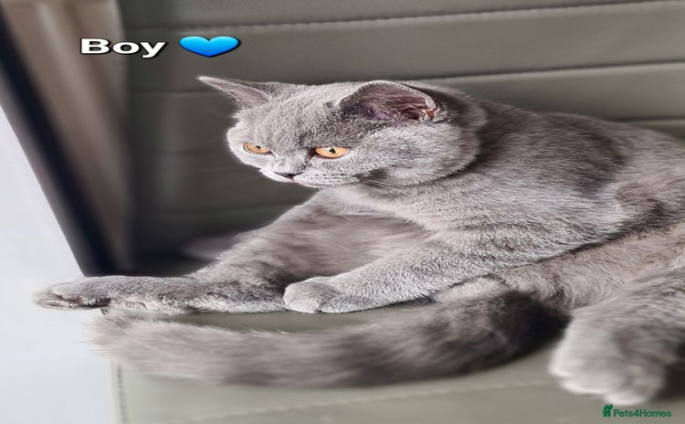 British Shorthair cats - Advert 12
