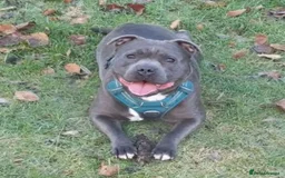 Staffordshire Bull Terrier dogs for sale: 🥨THE BEST OF BOTH WORLDS🥨 - Image 14