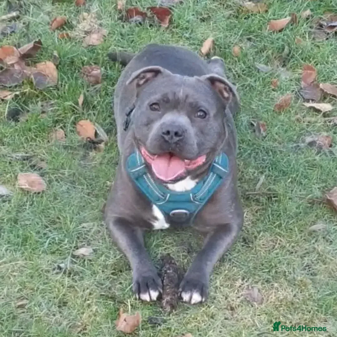 Staffordshire Bull Terrier dogs for sale: 🥨THE BEST OF BOTH WORLDS🥨 - Image 14