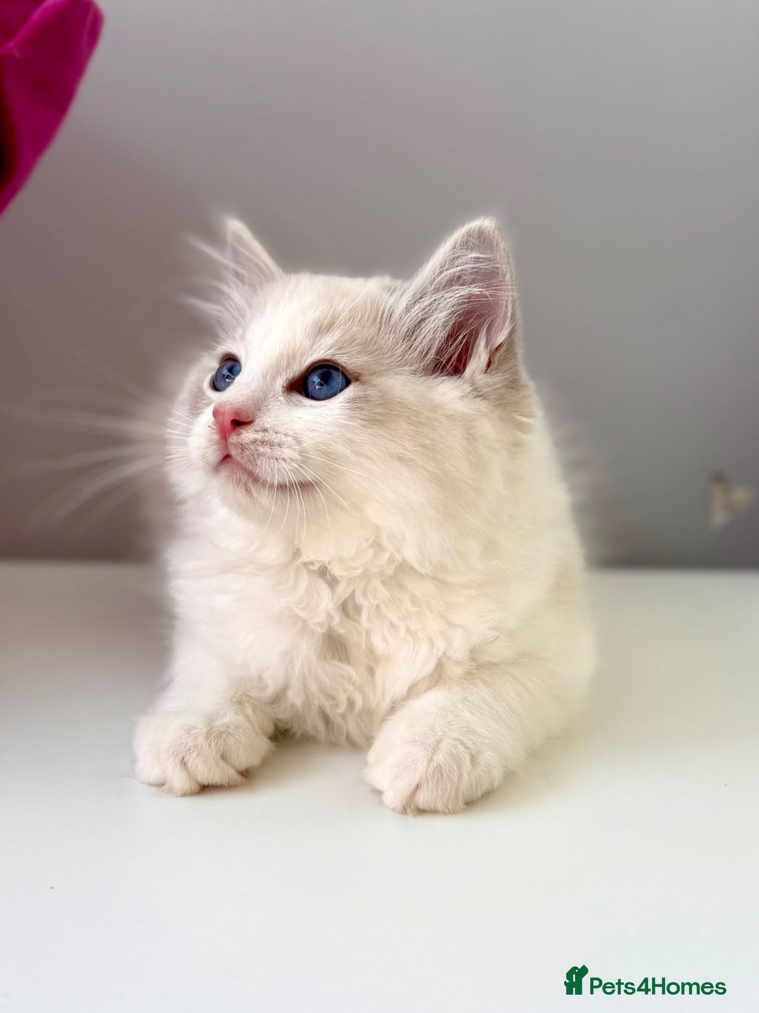 Ragdoll cats TICA registered ragdoll kittens - Advert 17