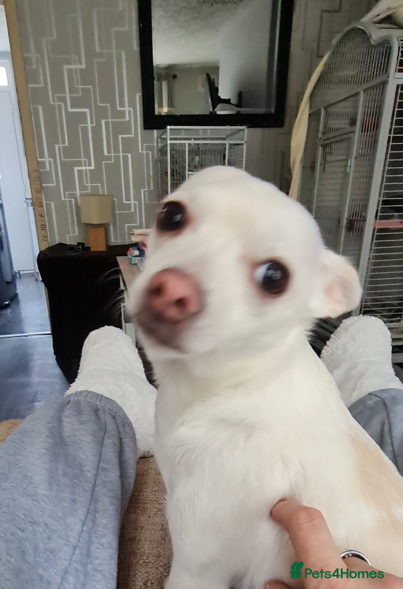 Chihuahua dogs Still Rehoming with VERY heavy Heart!! - Advert 12