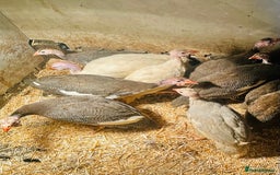 Guinea Fowl poultry for sale: Guinea Fowl Juveniles- READY NOW - Image 4