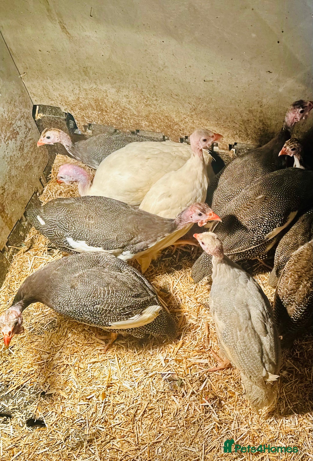 Guinea Fowl poultry for sale: Guinea Fowl Juveniles- READY NOW - Image 4