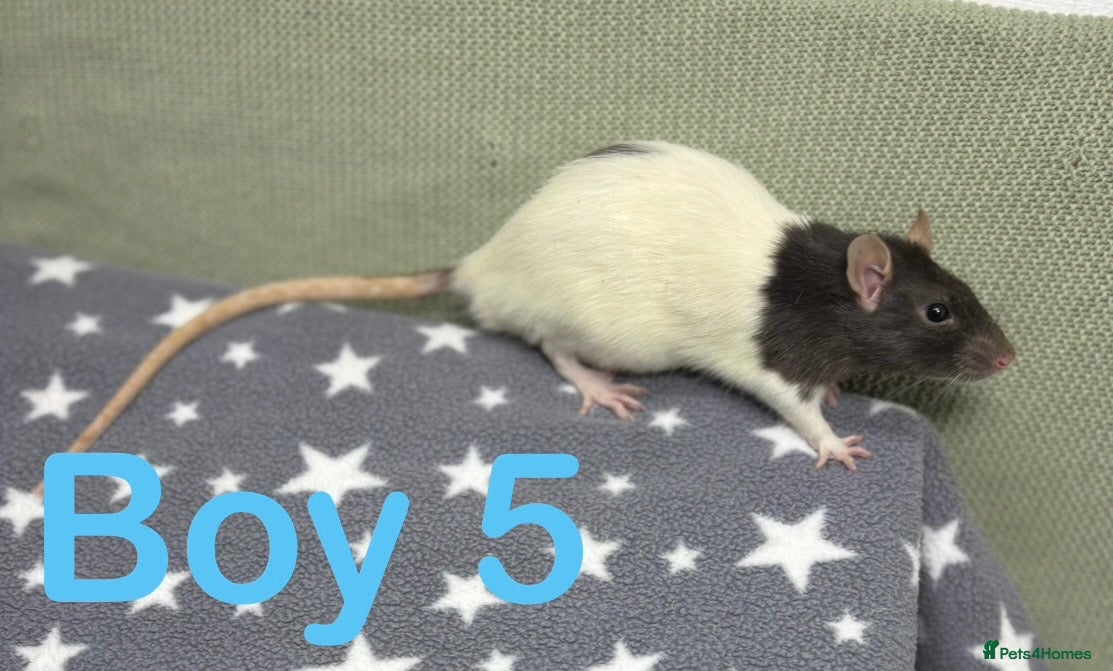 Rat rodents Super friendly baby rats  - Advert 1