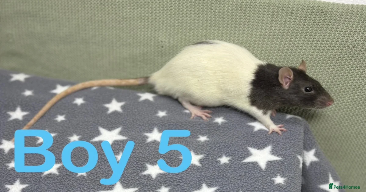 Super friendly baby rats for sale in Manchester | Pets4Homes