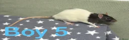 Rat rodents for sale: Super friendly baby rats  - Advert 5