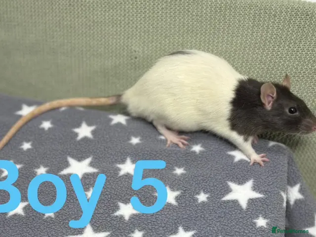 Rat rodents Super friendly baby rats - Advert 1