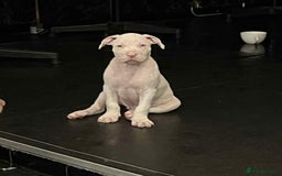 Mixed Breed dogs for sale: 2 white boys available  Ready to leave now - Image 4