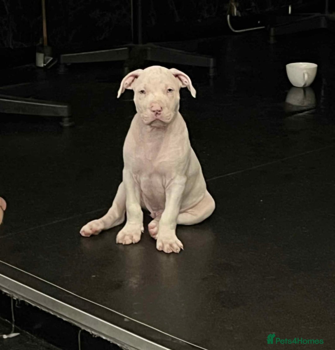 Mixed Breed dogs for sale: 2 white boys available  Ready to leave now - Image 4