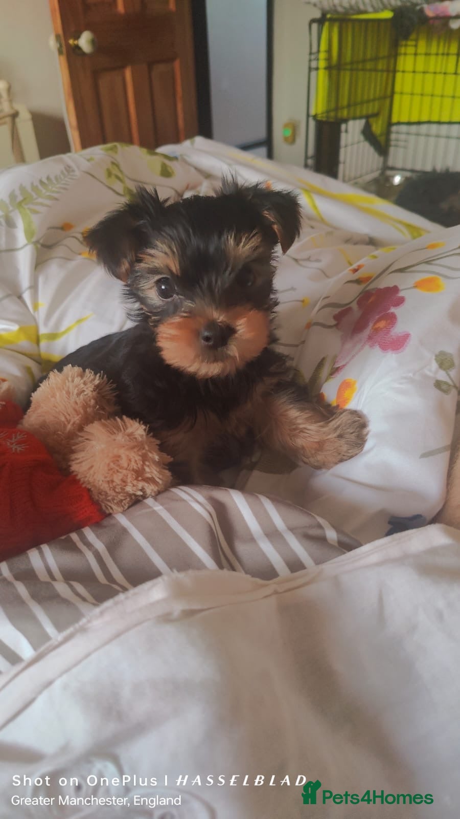 Yorkshire Terrier dogs Yorkshire Terrier Puppies  - Advert 2