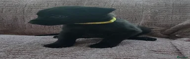 Belgian Shepherd Dog 2