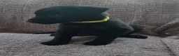 Belgian Shepherd Dog dogs for sale: Belgian malinois puppies KNVP  - Advert 5