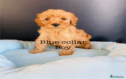 Cockapoo dogs for sale: Cockapoo F1B puppies 🐶Now Ready to leave🐶  - Image 1