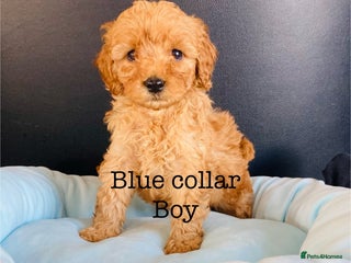 Cockapoo dogs - Advert 2