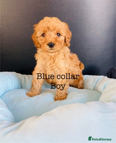 Cockapoo dogs - Advert 11