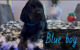 Mixed Breed dogs for sale: ⭐️ Cockerdor Puppies ⭐️  - Advert 10