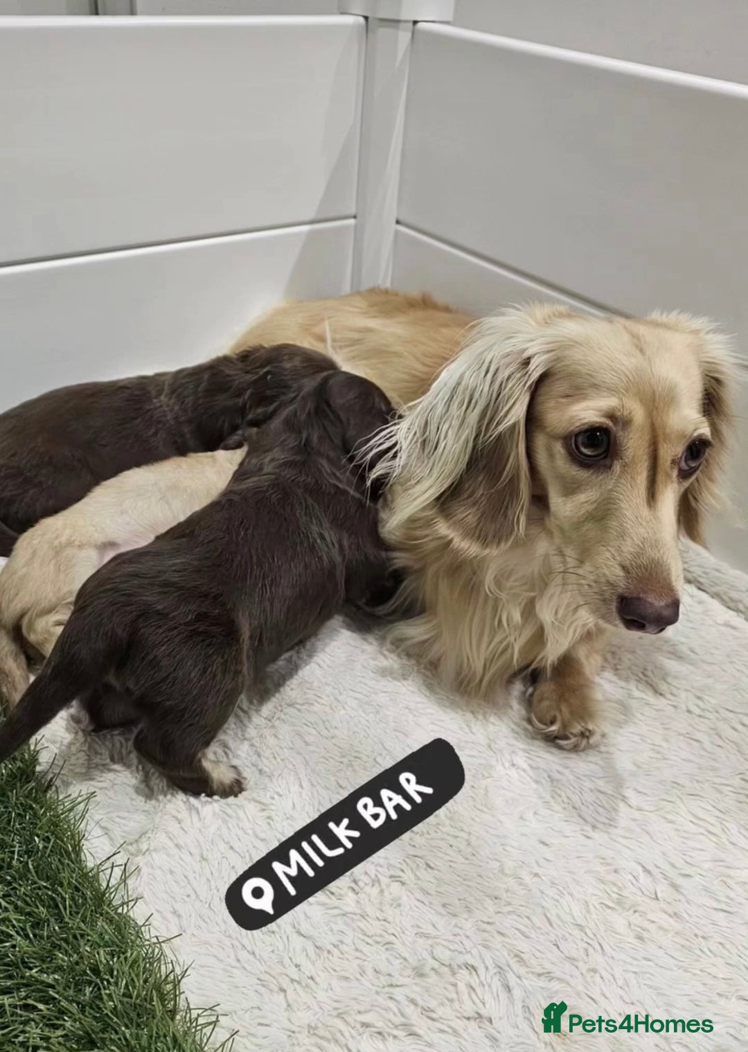 Miniature Dachshund dogs for sale: Fully tested long coat miniture Dachshunds!! - Image 4