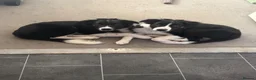 Border Collie dogs for sale: Border Collie Pup - Advert 8