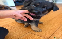 German Shepherd dogs for sale: Pure bred German Shepherd puppies - Image 2