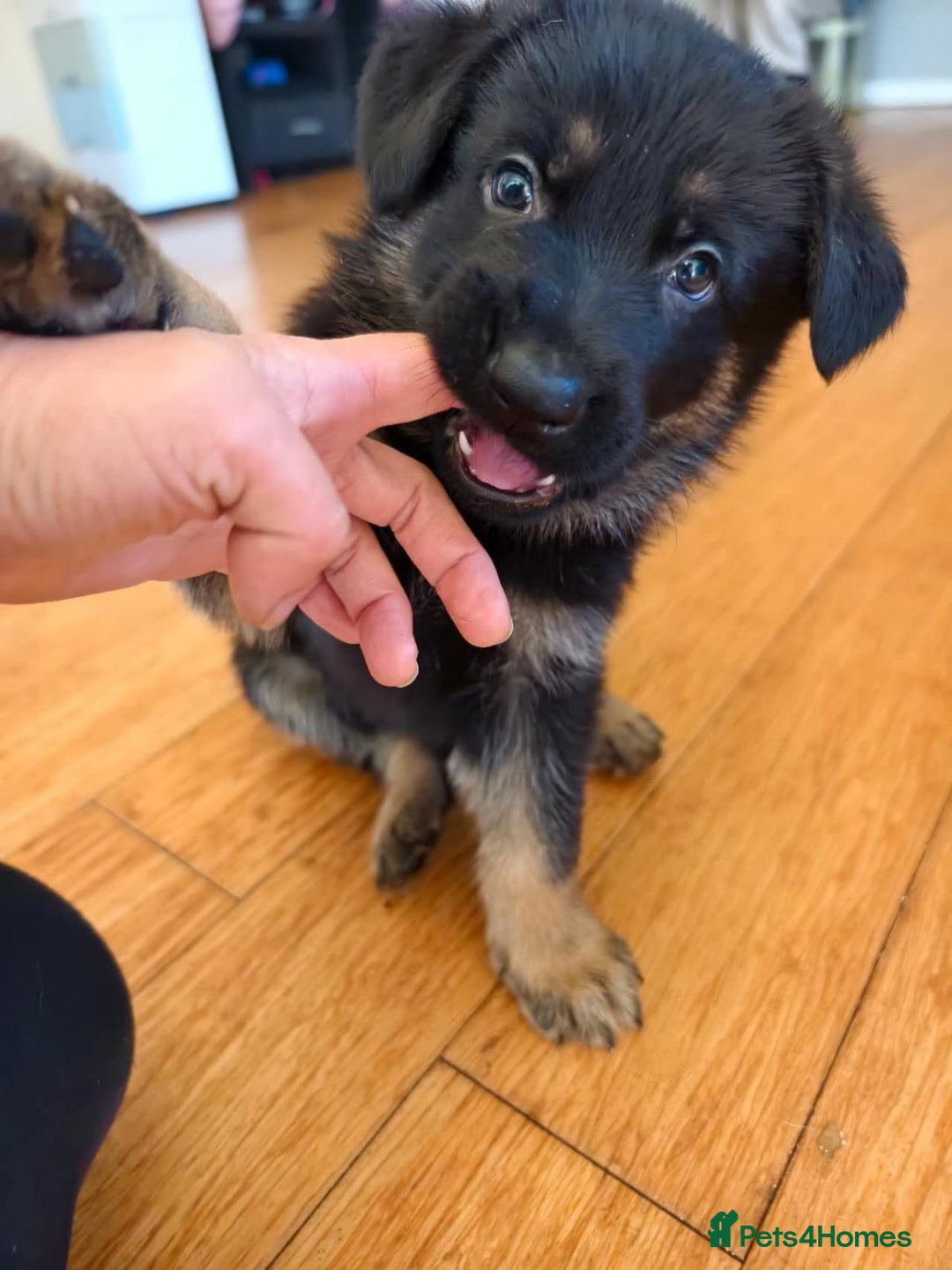 German Shepherd dogs for sale: Pure bred German Shepherd puppies - Image 2