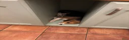 Beagle dogs for sale: Lovely Beagle for sale - Advert 8